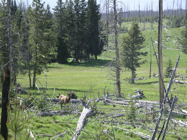 images/Mule deer eating geasses (1).jpg